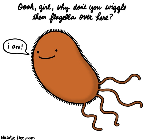 Natalie Dee comic: wiggle them flagella * Text: oooh girl why dont you wiggle them flagella over here i am