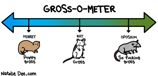 Natalie Dee comic: all these guys are gross * Text: Gross-o-meter Ferret pretty gross Rat gross Opossum So fucking gross

