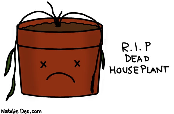 Natalie Dee comic: maybe someone will water you on the other side * Text: RIP dead houseplant