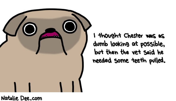 Natalie Dee comic: he looks so dumb it was almost worth the 700 dollar vet bill * Text: 