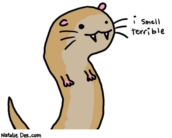 Natalie Dee comic: ferrets are gross * Text: 

i smell terrible



