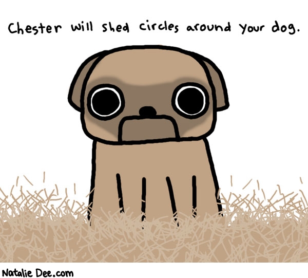 Natalie Dee comic: shedmaster * Text: 

Chester will shed circles around your dog.



