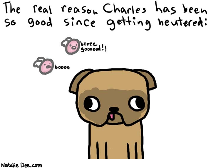 Natalie Dee comic: haunted * Text: 

The real reason Charles has been so good since getting neutered:


beeee goooood!!


boooo



