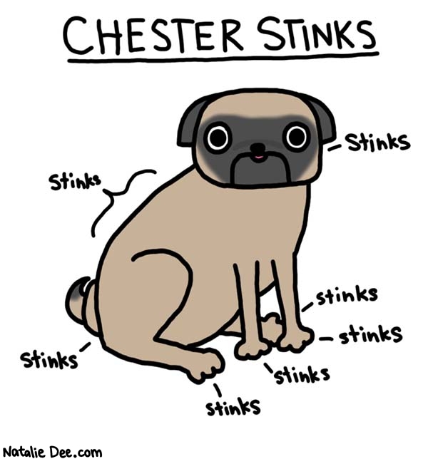 Natalie Dee comic: he basically stinks all over * Text: 
CHESTER STINKS


stinks
stinks
stinks
stinks
stinks
stinks
stinks



