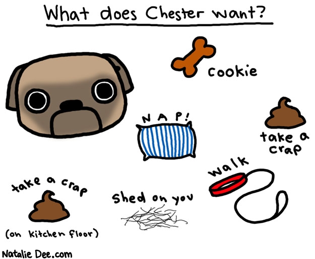 Natalie Dee comic: what chester wants * Text: 

What does Chester want?


cookie


NAP!


take a crap (on kitchen floor)


shed on you


walk


take a crap



