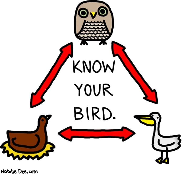 Natalie Dee comic: owl pelican chicken * Text: 
KNOW YOUR BIRD.



