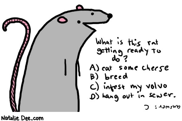 Natalie Dee comic: multiple choice * Text: 
What is this rat getting ready to do?


A) eat some cheese


B) breed


C) infest my volvo


D) hang out in sewer.


Answer: C



