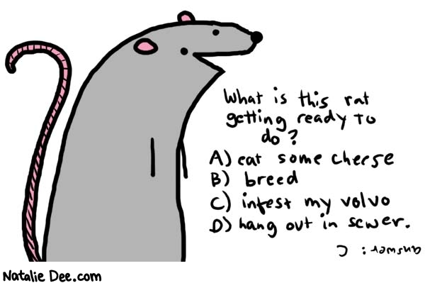 Natalie Dee comic: multiple choice * Text: 
What is this rat getting ready to do?


A) eat some cheese


B) breed


C) infest my volvo


D) hang out in sewer.


Answer: C



