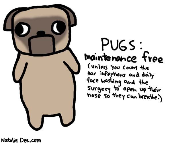 Natalie Dee comic: everyone wants a pug but nobdy wants to take care of one * Text: 
PUGS: maintenance free


(unless you count the ear infections and daily face washing and the surgery to open up their nose so they can breathe.)




