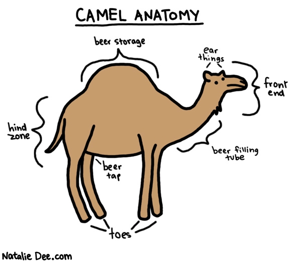 Natalie Dee comic: camel anatomy * Text: 

CAMEL ANATOMY


hind zone


beer storage


beer tap


toes


ear things


front end


beer filling tube



