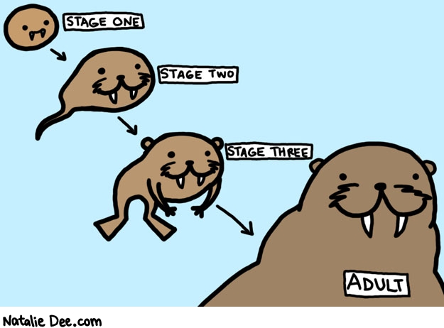 Natalie Dee comic: walrus life cycle * Text: STAGE ONE


STAGE TWO


STAGE THREE


ADULT




